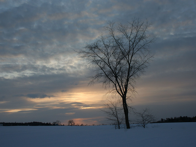 september 24, national day of tree in Canada