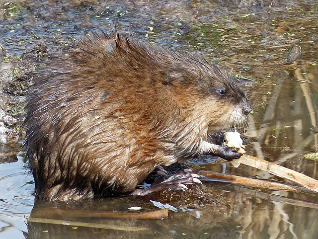 Snacktime for a Muskrat