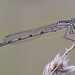 damselfly_004