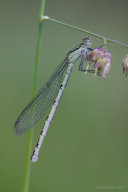 damselfly_003