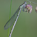 damselfly_003