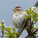 Clay-coloured Sparrow