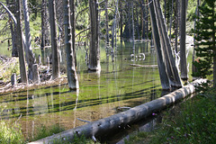Beaver pond, Lundy Canyon