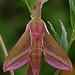 Elephant Hawk Moth.