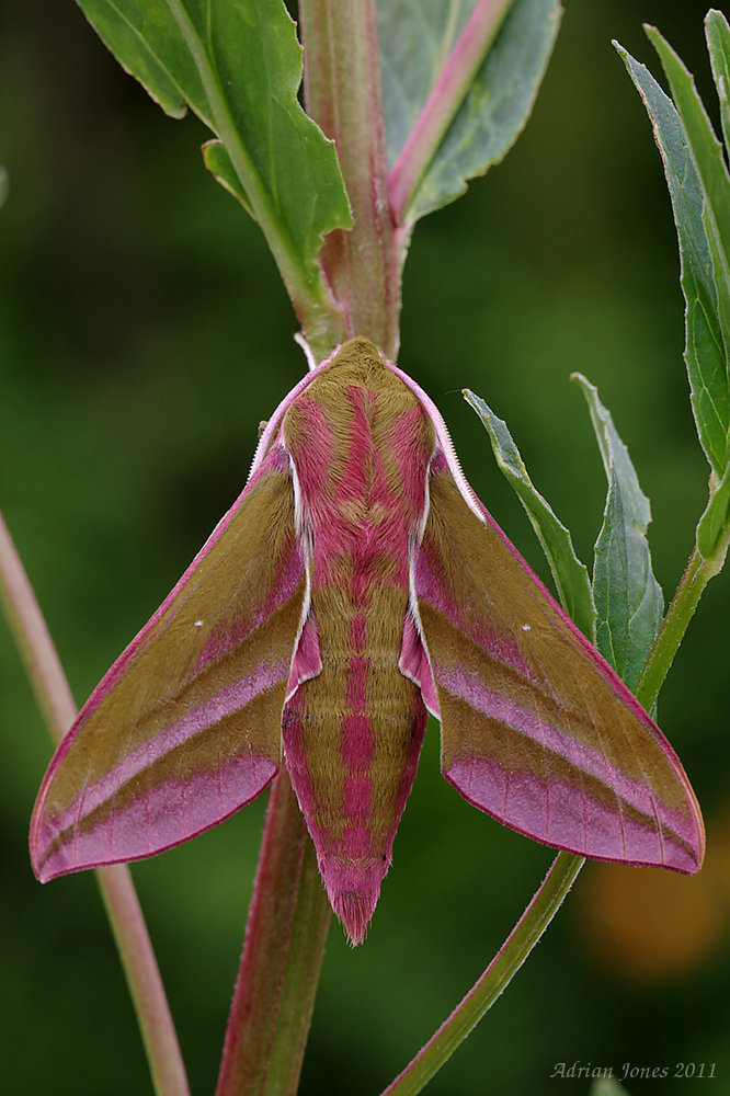 Elephant Hawk Moth.