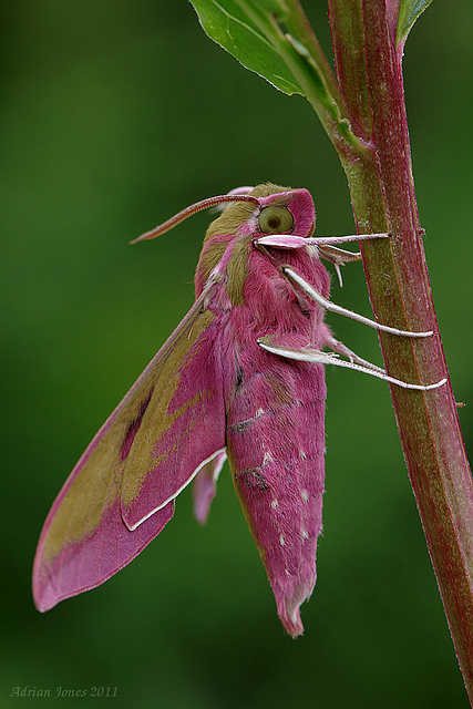 Elephant Hawk Moth.