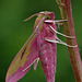 Elephant Hawk Moth.