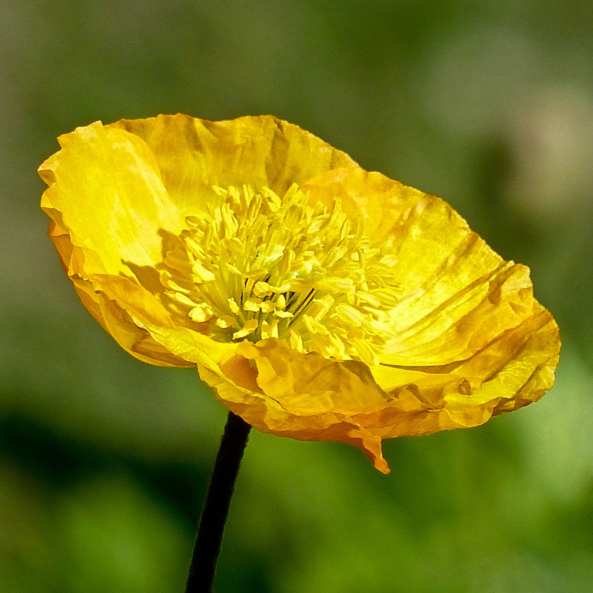 A splash of yellow