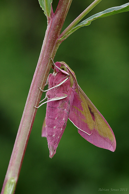 Elephant Hawk Moth