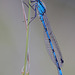 damselfly_001