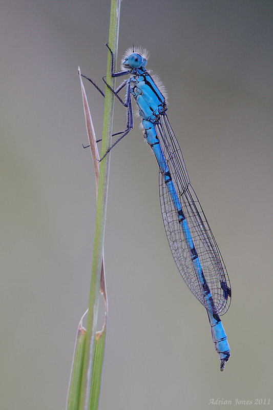 damselfly_001