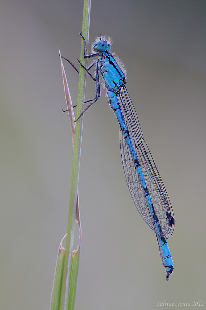 damselfly_001