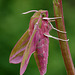 Elephant Hawk Moth