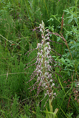 Himantoglossum hircinum