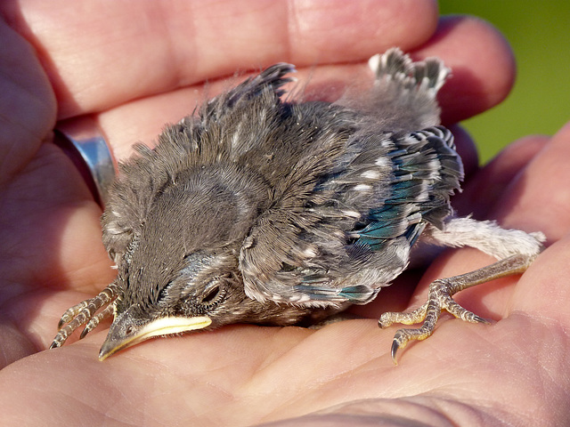 Mountain Bluebird baby Mountain Bluebird baby