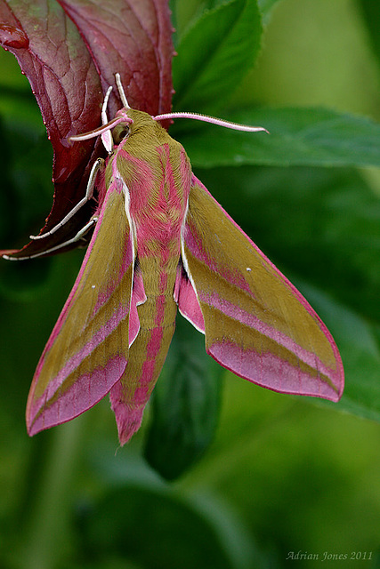 Elephant Hawk Moth