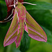 Elephant Hawk Moth