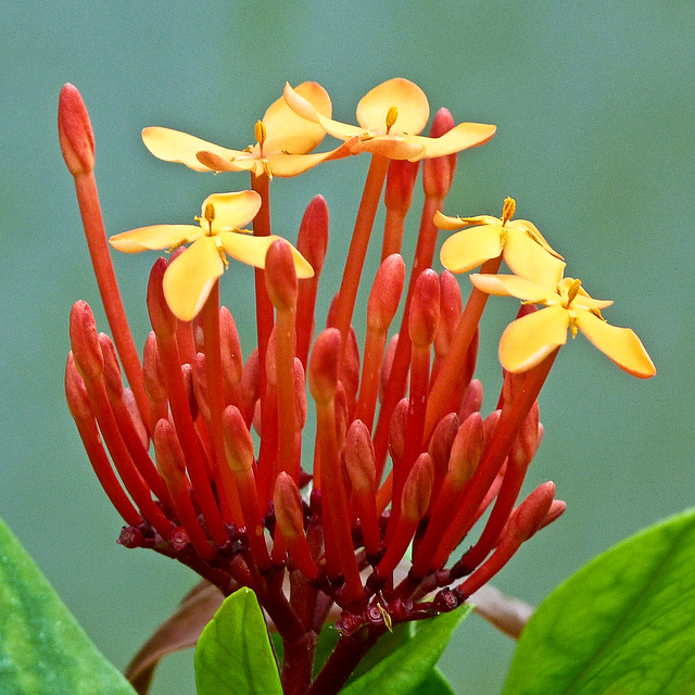 Tropical red and yellow