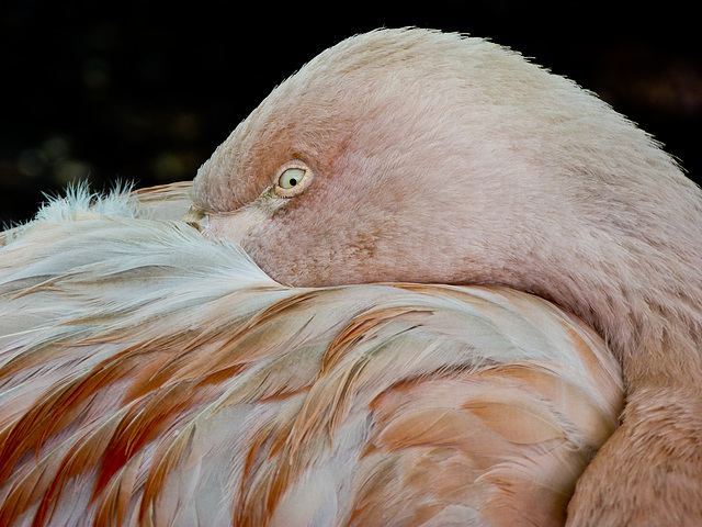 Head tucked under the wing