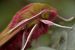 Elephant Hawk Moth