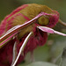 Elephant Hawk Moth