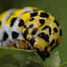 Mullein Moth Caterpillar