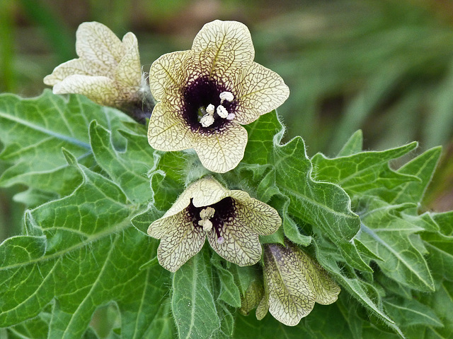 Black Henbane