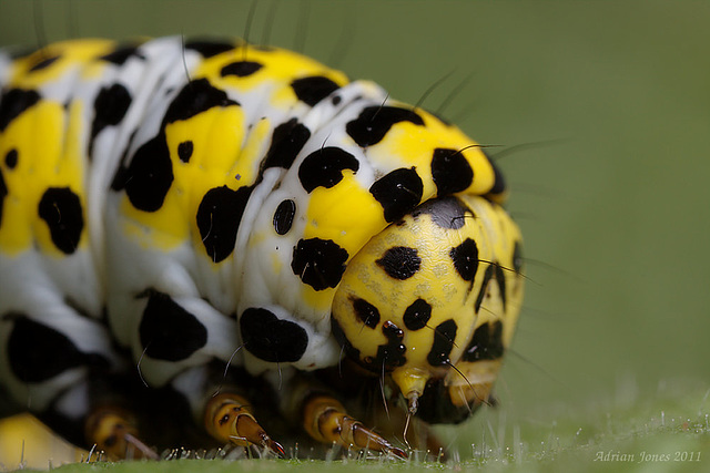 Mullein Moth Caterpillar