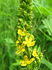 Roadside Agrimony