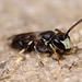 Hylaeus Bee