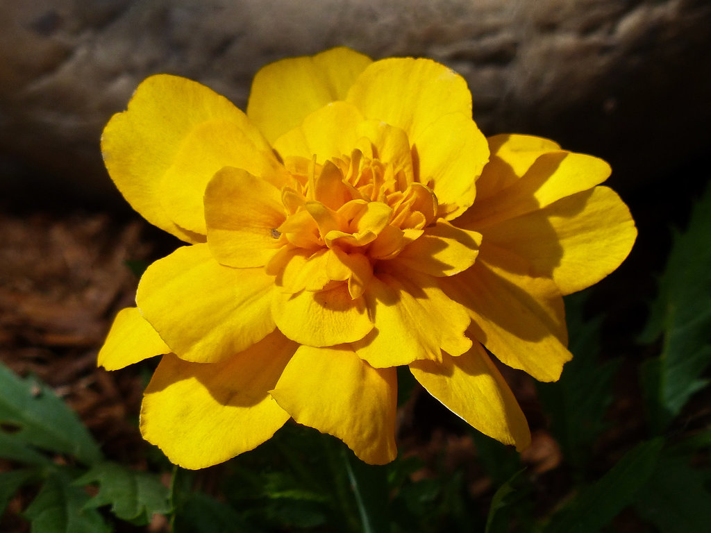 Sunny Marigold