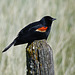 Red-winged Blackbird,
