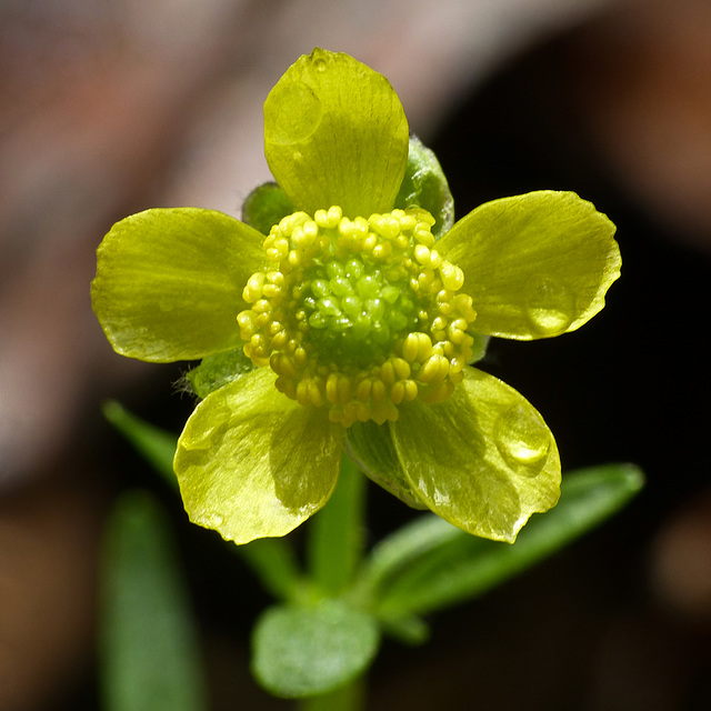 Prairie Buttercup / Ranuculus rhomboideus