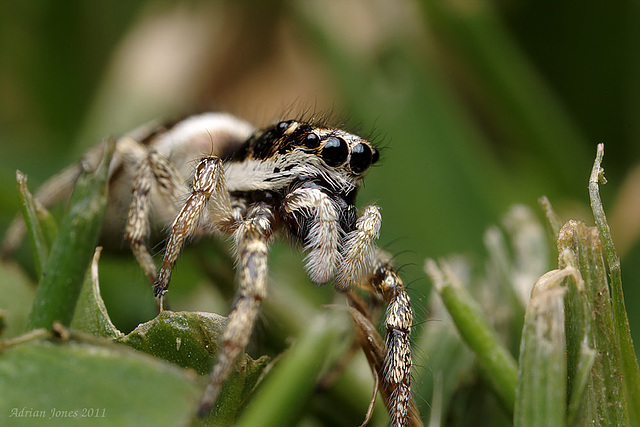 Tiny Jumping Spider.