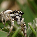 Tiny Jumping Spider.