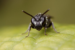 Hylaeus Bee