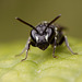 Hylaeus Bee