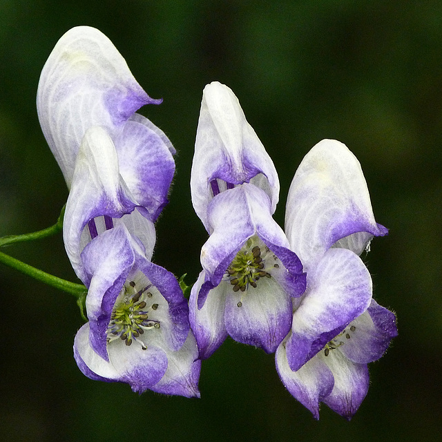 Monkshood