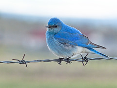 Bluebird and bokeh