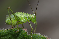 Speckled Bush Cricket Nymph.
