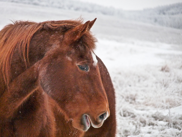 A memory of winter