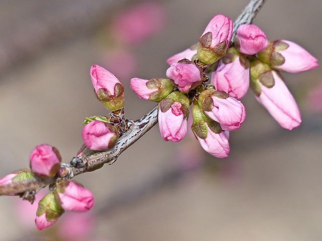 Pink softness