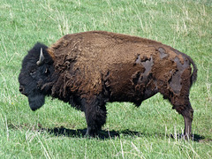 The mighty Buffalo