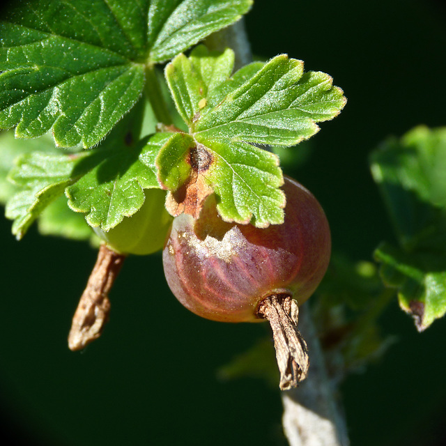 Wild Gooseberry