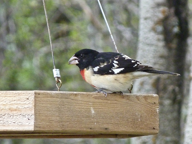 Rose-breasted Grosbeak