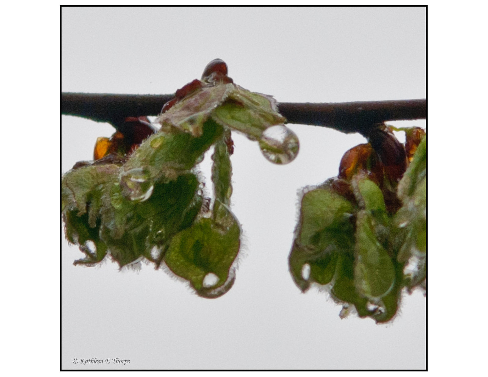 Rain Drops on New Buds