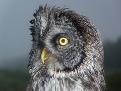 Great Gray Owl in the rain