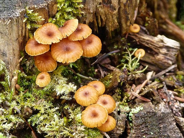 Growing in the forest