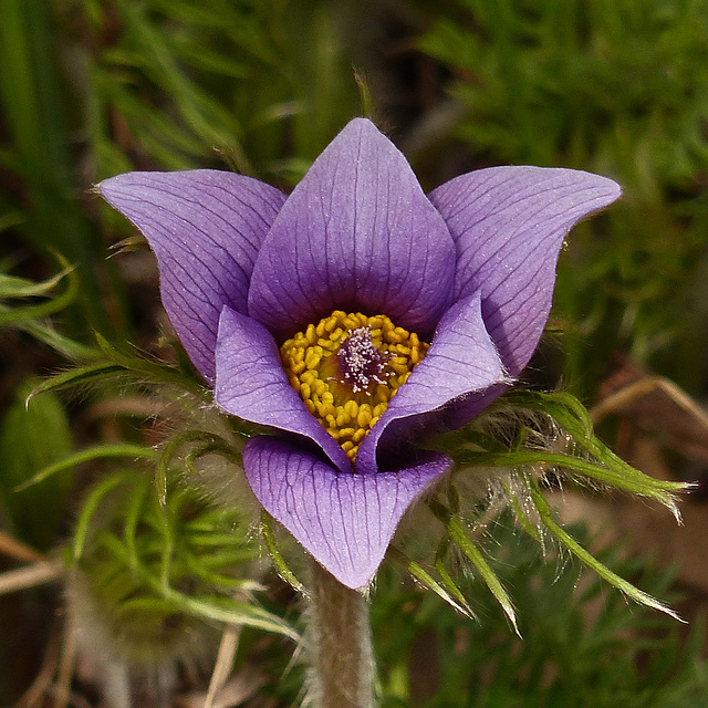 European Pasque Flower