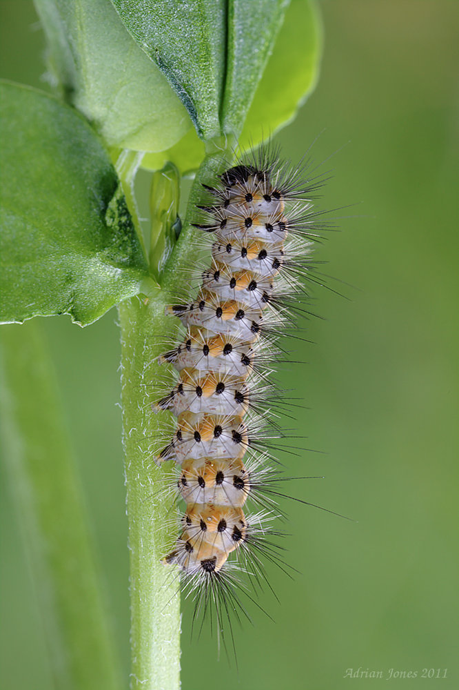 Ruby Tiger Moth Caterpillar.
